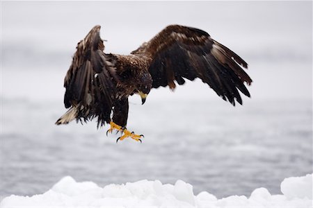 serre (oiseau) - White-tailed Eagle Landing on Ice Floe, Nemuro Channel, Shiretoko Peninsula, Hokkaido, Japan Foto de stock - Sin royalties Premium, Código: 600-02056398