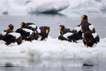 Steller's Sea Eagles on Ice Floe, Nemuro Channel, Shiretoko Peninsula, Hokkaido, Japan Stock Photo - Premium Royalty-Free, Code: 600-02056390