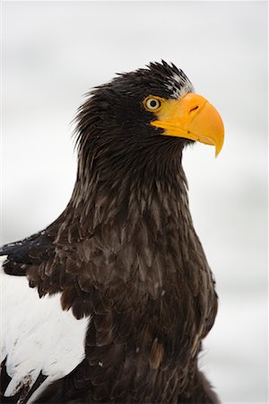 rausu - Close-up of Steller's Sea Eagle, Nemuro Channel, Shiretoko Peninsula, Hokkaido, Japan Foto de stock - Sin royalties Premium, Código: 600-02056392