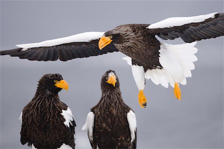 Sea Eagles, canal de Nemuro, péninsule de Shiretoko, Hokkaido, Japon de Steller Photographie de stock - Premium Libres de Droits, Code: 600-02056405