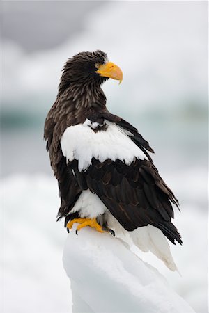 serre (oiseau) - Steller's Sea Eagle, Nemuro Channel, Shiretoko Peninsula, Hokkaido, Japan Foto de stock - Sin royalties Premium, Código: 600-02056401