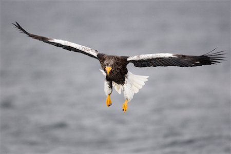 Steller's Sea Eagle in Flight, Nemuro Channel, Shiretoko Peninsula, Hokkaido, Japan Foto de stock - Sin royalties Premium, Código: 600-02056403