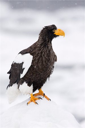 serre (oiseau) - Steller's Sea Eagle, Nemuro Channel, Shiretoko Peninsula, Hokkaido, Japan Foto de stock - Sin royalties Premium, Código: 600-02056412