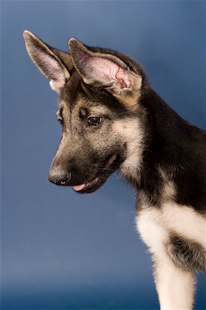 dog with ears - Portrait of Dog Foto de stock - Sin royalties Premium, Código: 600-02063398