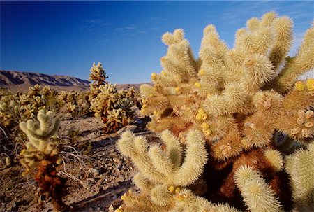 simsearch:600-03054143,k - CHOLLA Kaktus, Joshua Tree Nationalpark, Kalifornien, USA Stockbilder - Premium RF Lizenzfrei, Bildnummer: 600-02063756