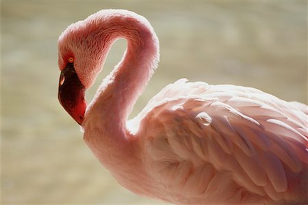 soft feather - Flamingo, San Diego Zoo, California, USA Stock Photo - Premium Royalty-Free, Code: 600-02063757