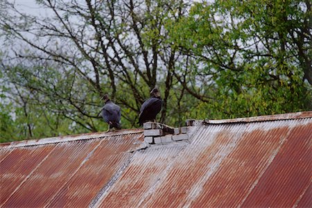 Vautours sur vieux, toit de grange, Tennessee, USA Photographie de stock - Premium Libres de Droits, Code: 600-02063759