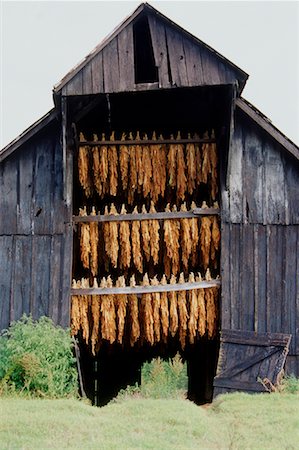 Tobacco Drying in Barn, Tennessee, USA Foto de stock - Sin royalties Premium, Código: 600-02063753