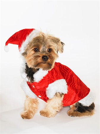 dog dressed up - Portrait of Yorkshire Terrier Wearing Santa Hat and Coat Stock Photo - Premium Royalty-Free, Code: 600-02076362