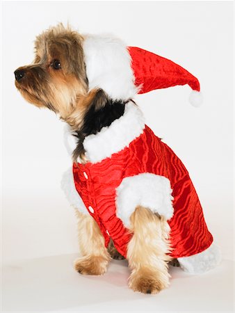 Portrait of Yorkshire Terrier Wearing Santa Hat and Coat Foto de stock - Royalty Free Premium, Número: 600-02076363