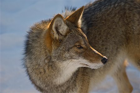 Portrait of Coyote, Omega Park, Nontebello, Quebec, Canada Stock Photo - Premium Royalty-Free, Code: 600-02076394