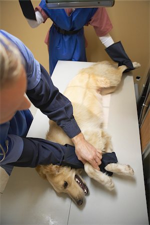 Veterinarians with Dog Stock Photo - Premium Royalty-Free, Code: 600-02071409