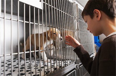 simsearch:640-01350776,k - Boy with Puppy in Cage Foto de stock - Sin royalties Premium, Código: 600-02071417