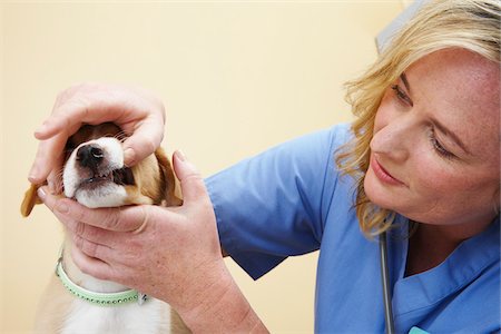 simsearch:600-02056604,k - Veterinarian with Dog Stock Photo - Premium Royalty-Free, Code: 600-02071433