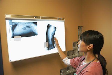 simsearch:640-02658715,k - Veterinarian Looking at X-Rays Stock Photo - Premium Royalty-Free, Code: 600-02071445