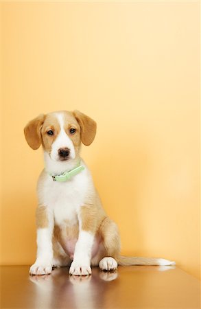 Portrait of Puppy Stock Photo - Premium Royalty-Free, Code: 600-02071443