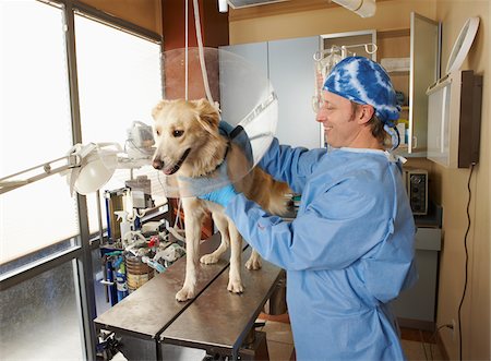 protective collar - Veterinarian Working on Dog Stock Photo - Premium Royalty-Free, Code: 600-02071478