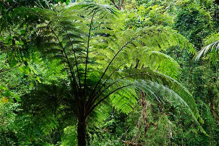 Fern Tree, La Paz Waterfall Gardens, Cordillera Central, Costa Rica Stock Photo - Premium Royalty-Free, Code: 600-02080209