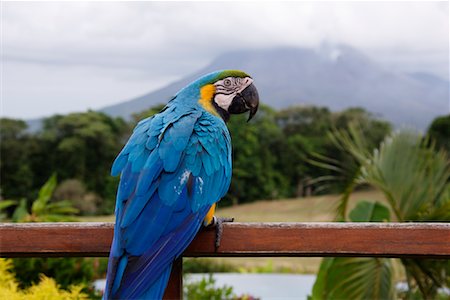 Blue and Yellow Macaw on Railing, Arenal Volcano, Costa Rica Stock Photo - Premium Royalty-Free, Code: 600-02080225