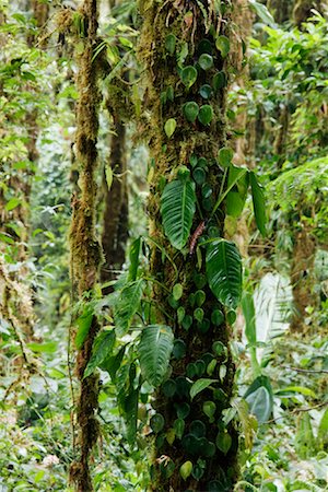 simsearch:600-02080224,k - Epiphytes on Tree, Monteverde, Costa Rica Foto de stock - Sin royalties Premium, Código: 600-02080236