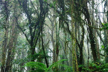 Forêt de nuages, Santa Elena (Costa Rica) Photographie de stock - Premium Libres de Droits, Code: 600-02080237