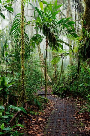Sentier à travers la forêt nuageuse, Santa Elena, Costa Rica Photographie de stock - Premium Libres de Droits, Code: 600-02080238