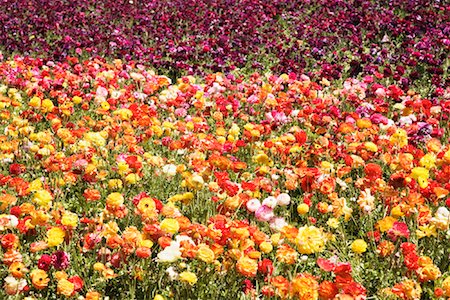 simsearch:700-00607628,k - Ranunculus Flower Fields, Carlsbad, San Diego, California Foto de stock - Sin royalties Premium, Código: 600-02080738