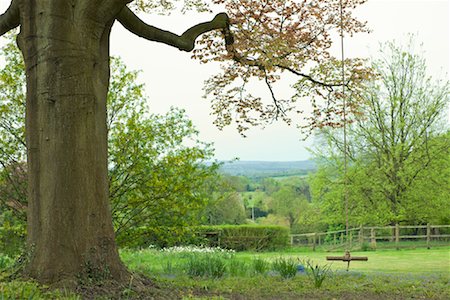 surrey - Rope Swing Hanging From Beech Tree, Puttenham, Surrey, England Foto de stock - Sin royalties Premium, Código: 600-02080773