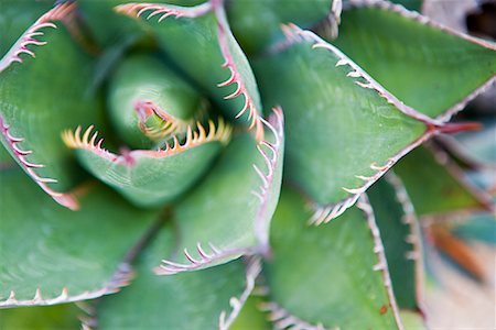 plantas do deserto - Butterfly Agave Plant Foto de stock - Royalty Free Premium, Número: 600-02080788