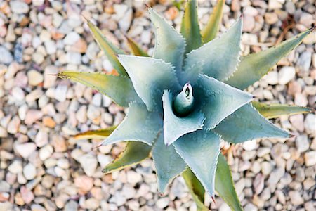 Une plante d'Agave Photographie de stock - Premium Libres de Droits, Code: 600-02080795