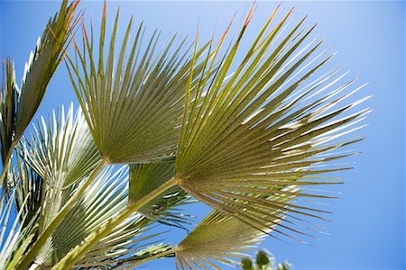 fronds - Palm Fronds Against Blue Sky Stock Photo - Premium Royalty-Free, Code: 600-02080807