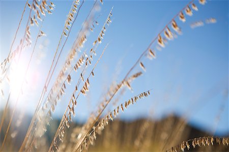 Grasses in the Desert, Albuquerque, New Mexico, USA Stock Photo - Premium Royalty-Free, Code: 600-02080800