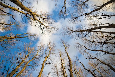 forest sky worms eye view - Bare Aspen Trees, Sangre de Cristo Mountains, Santa Fe, New Mexico, USA Stock Photo - Premium Royalty-Free, Code: 600-02080801