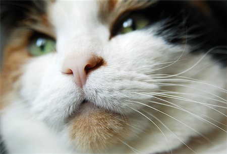 Close-up of Calico Cat Stock Photo - Premium Royalty-Free, Code: 600-02080860