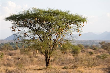 Samburu National Park, Kenya Stock Photo - Premium Royalty-Free, Code: 600-02125332