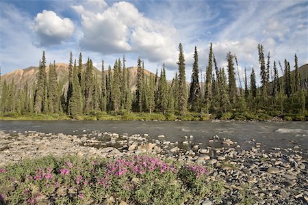 rivière yukon - Épilobe à feuilles étroites à côté de la rivière Bonnet Plume, Yukon, Canada Photographie de stock - Premium Libres de Droits, Code: 600-02125405