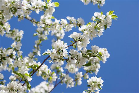 Tree Blossoming in Spring, Toronto, Ontario, Canada Foto de stock - Sin royalties Premium, Código: 600-02125449
