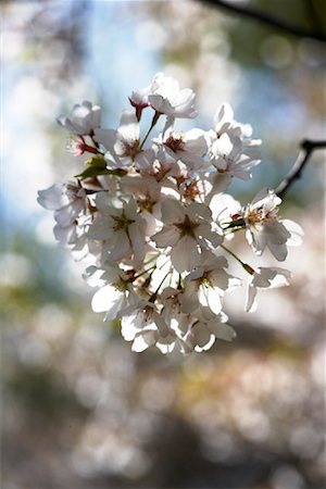 simsearch:600-02130213,k - Arbre en fleurs au printemps, Toronto, Ontario, Canada Photographie de stock - Premium Libres de Droits, Code: 600-02125462