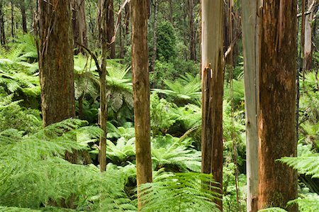 Rainforest, Tarra-Bulga National Park, Victoria, Australia Foto de stock - Royalty Free Premium, Número: 600-02128904