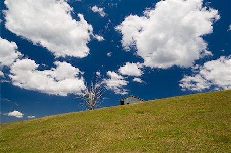 prado - Farmland, Butchers Ridge, Victoria, Australia Foto de stock - Sin royalties Premium, Código: 600-02128914