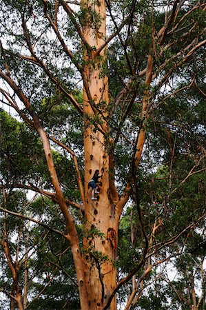 Climbing the Gloucester Tree, Gloucester National Park, Western Australia, Australia Stock Photo - Premium Royalty-Free, Code: 600-02128992