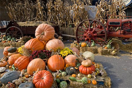 farms with tractors canada - Pumpkins on Display at Marche Jean-Talon, Montreal, Quebec, Canada Stock Photo - Premium Royalty-Free, Code: 600-02121161