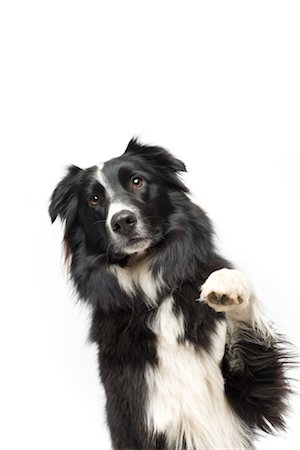 pata (con garra) - Portrait of Dog Showing Paw Foto de stock - Sin royalties Premium, Código: 600-02121162
