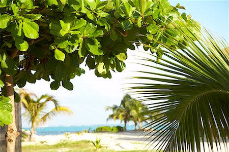 paradise scene - Plants and Beach, Belize Stock Photo - Premium Royalty-Free, Code: 600-02121180