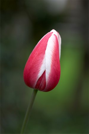 Tulipe rose, Ottawa, Ontario, Canada Photographie de stock - Premium Libres de Droits, Code: 600-02130213