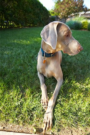 simsearch:600-01111437,k - Porträt des Hundes Stockbilder - Premium RF Lizenzfrei, Bildnummer: 600-02156847