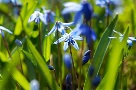 soft stem plants - Close-Up of Bluebells in Spring Stock Photo - Premium Royalty-Free, Code: 600-02175908