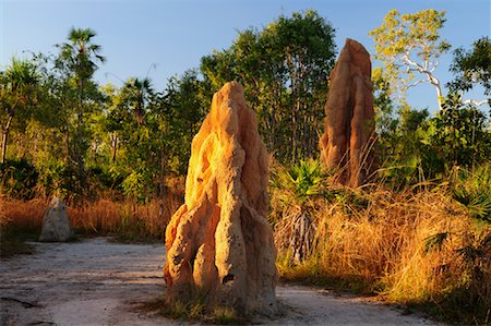 Magnetic Termite Mounds, Litchfield National Park, Northern Territory, Australia Foto de stock - Sin royalties Premium, Código: 600-02176568