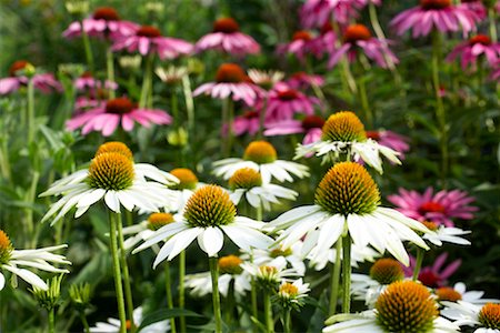 Gros plan de fleurs, les jardins botaniques royaux, Ontario, Canada Photographie de stock - Premium Libres de Droits, Code: 600-02199872