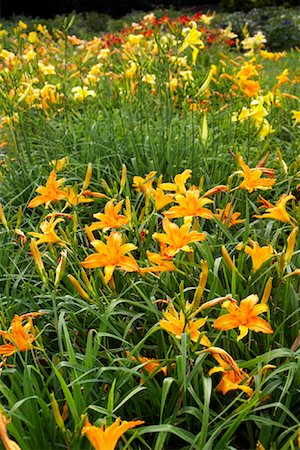 Close-up of Flowers, Royal Botanical Gardens, Ontario, Canada Stock Photo - Premium Royalty-Free, Code: 600-02199873